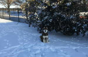 A snow day is a great day to be a husky.