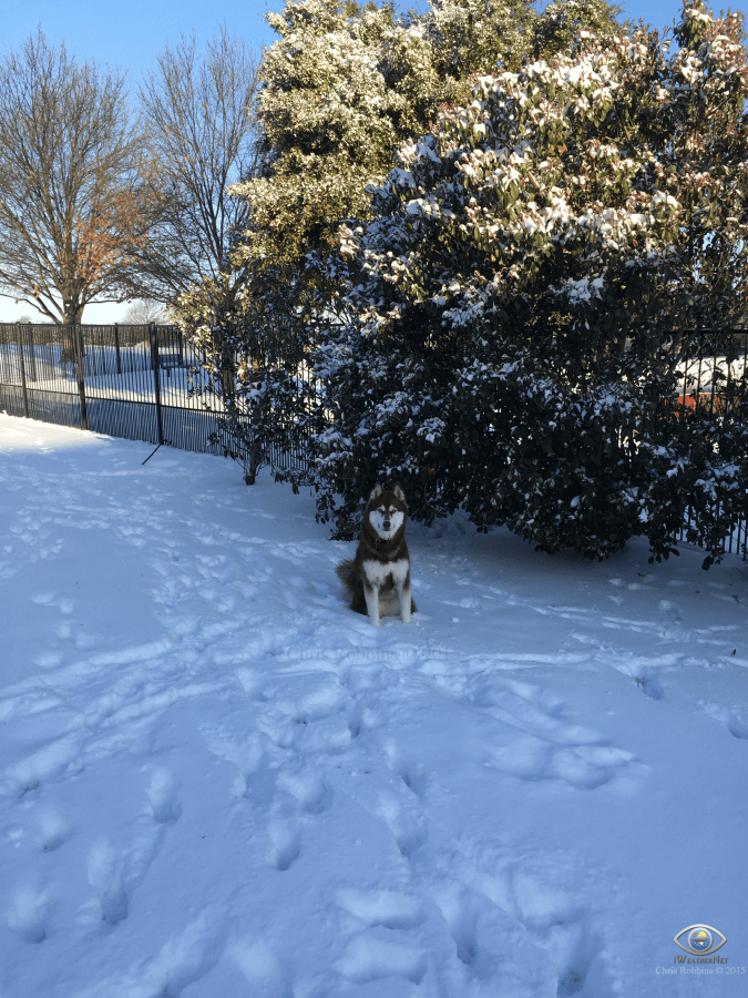 A snow day is a great day to be a husky.