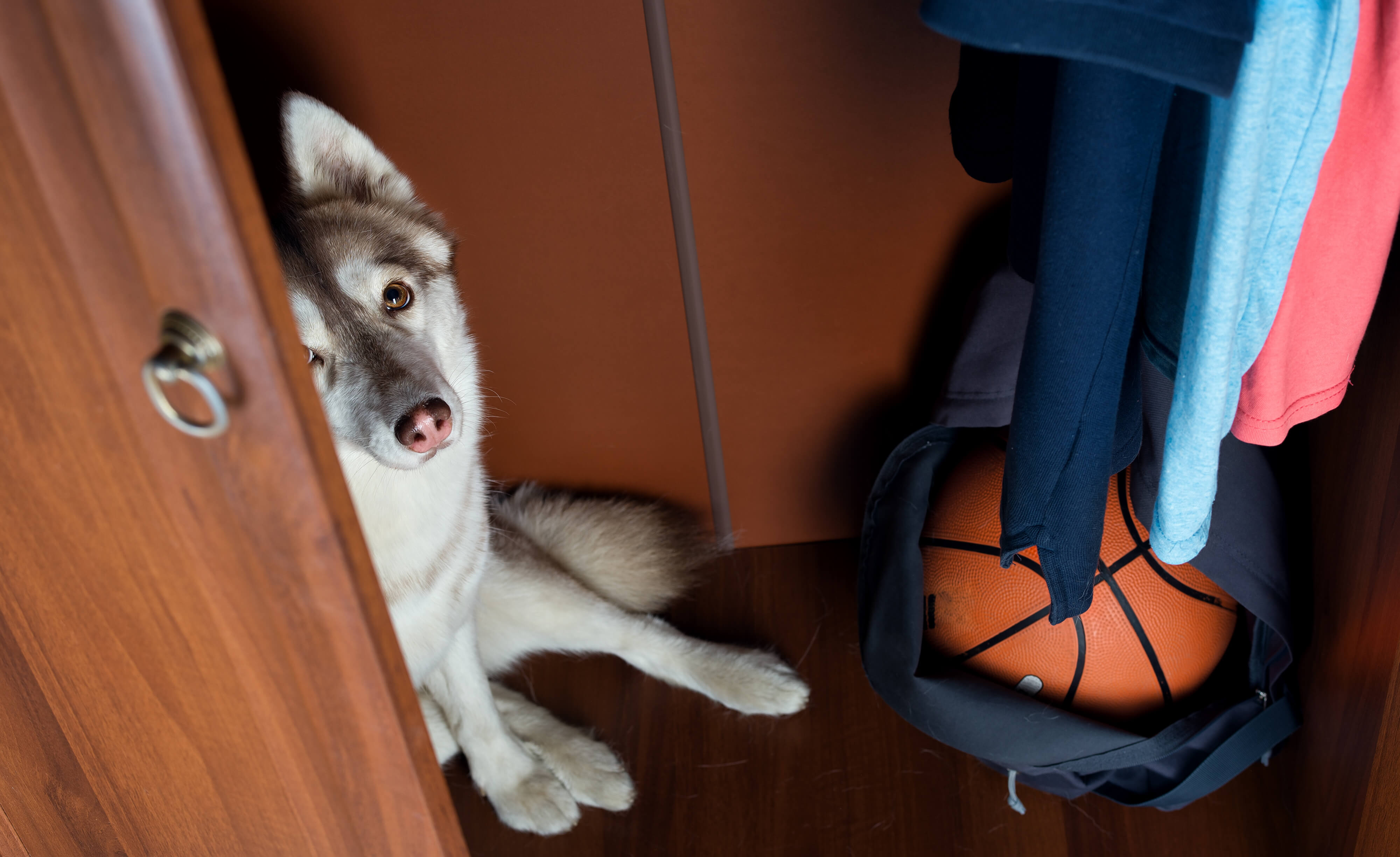 how do i get my puppy to not be afraid of thunder