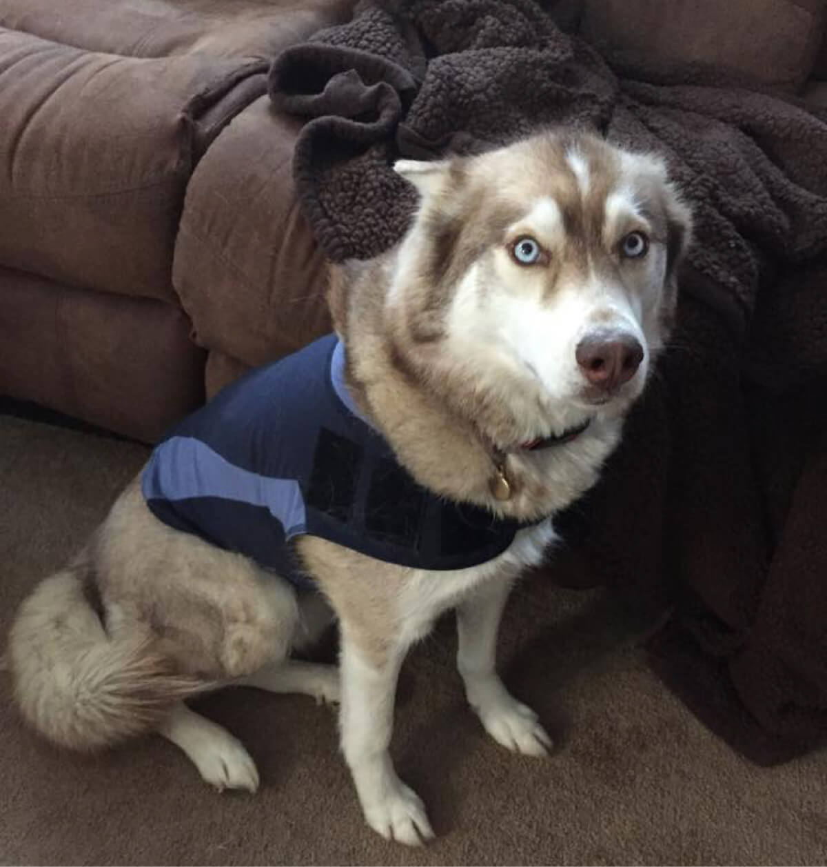 ThunderShirt for Storm Anxiety in Dogs Review